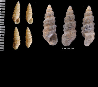 コウシアユタヤツボ (仮称) Hubendickia schuetti small