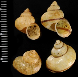バローズヤマタマキビ (仮称) Tropidophora vallorzi small