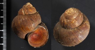 マルタニシ Cipangopaludina chinensis laeta small