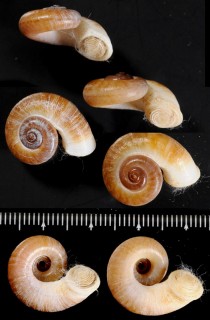 サムイエントツアツブタ (仮称) Rhiostoma samuiense small