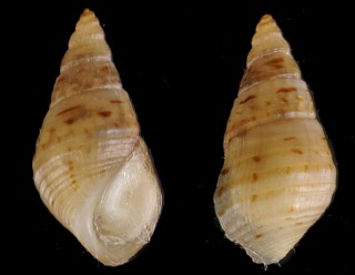 アカフコウシミズツボ 未詳 Pachydrobia sp. small