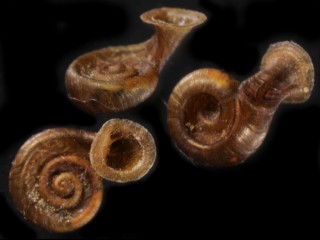 ミツバラッパガイ (仮称) Gyliotrachela tridentata small