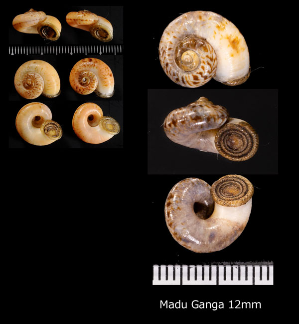 スリランカアツブタガイ Aulopoma itierii small