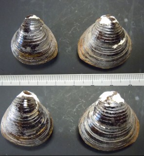 セタシジミ Corbicula sandai small