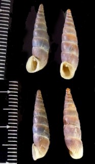 カエサルロマーニャギセル Alopia canescens caesarea small