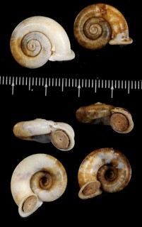 ウスマレイクチヒレアツブタ (仮称) Cyclotus solutus solutus small