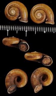 マレイクチヒレアツブタ (仮称) Cyclotus solutus small
