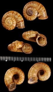 チュウカアツブタガイ (仮称) Cyclotus chinensis small