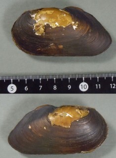 コガタカワシンジュガイ Margaritifera togakushiensis small