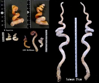 コケミミズガイ Tenagodus anguina small