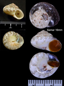 キャサリンキサゴ (仮称) Ethalia catharinae small