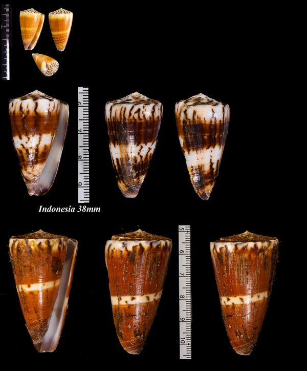サラサミナシモドキ Conus vitulinus small