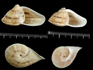 カドバリホカケマイマイ (仮称) Cochlorina involuta small
