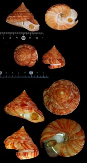 ホウセキオキナエビス Perotrochus quoyanus gemma small