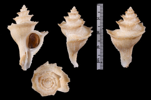 ヘレンカセン Babelomurex fusiformis small