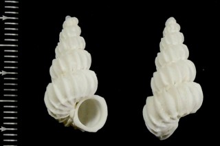 マゼランイトカケ Cirsotrema magellanicum small