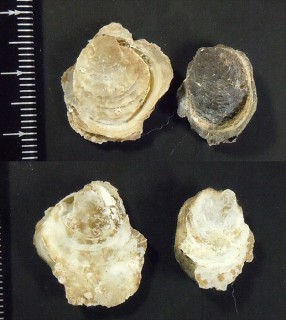 チャワンガキ Ostrea setoensis small