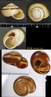 ツシママイマイ Euhadra herklotsi tsushimana small