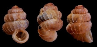 サナギエントツノタウチガイ　（仮称） Opisthostoma crassipupa small