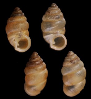 タイリュウジゴマガイ Diplommatina shikokuensis tairyuujiensis small