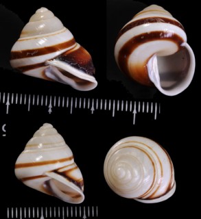 シンセイパプア Papuina ambrosia small