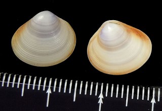 オガタザラ Aeretica tomlini small