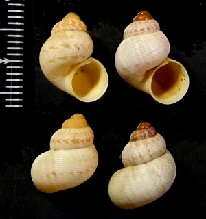 ナミオカタマキビ Pomatias elegans small