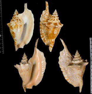 ルンバソデ Strombus gallus small