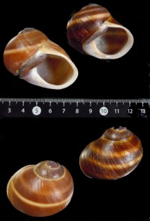 ジャマイカアツクチマイマイ Eurycratera jamaicensis small
