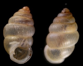 キュウシュウゴマガイ Diplommatina tanegashimae kyusyuensis small
