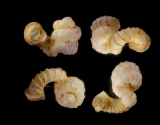 アコラストンエントツノタウチ （仮称） Opisthostoma asyndeton small