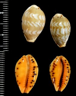 リボンアジロダカラ Palmadusta ziczac vittata small