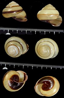 ヤマガマイマイ Euhadra dixoni montivaga small