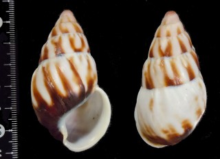 ライトアフリカマイマイモドキ Pseudachatina wrighti small