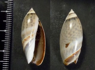 カイハクマクラ (仮称) Agaronia griseoalba small