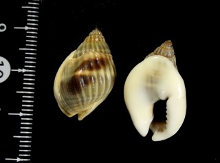 オオカニノテムシロ Nassarius pullus small
