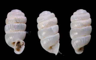 ミツバタワラガイ (仮称) Sinoennea butleri small