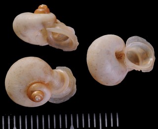 フタエクチナガムシオイ (仮称) Alycaeus jousseaumei small