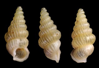 カナリクラータゴマガイ (仮称) Diplommatina canaliculata small