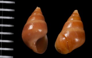 グージェアカチャツボ (仮称) Barleeia gougeti small