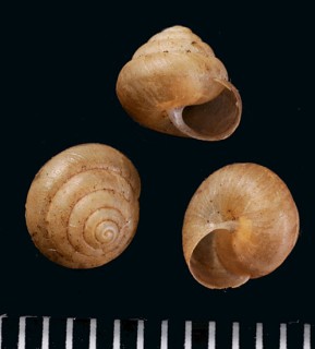 カタマメマイマイ Lepidopisum verrucosum small