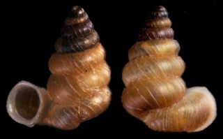サルピドモンエントツノタウチガイ (仮称) Opisthostoma salpidomon small