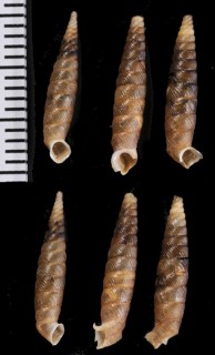 トガリパイプガイ (仮称) Brachypodella subula small