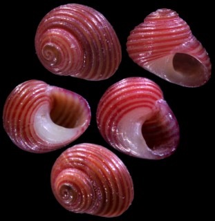 ベニツブザンショウ Leptothyra rubricincta small