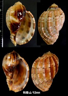 ショクコウラ Harpa major small