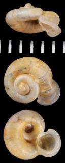 ヒトエボルネオムシオイ (未詳) Chamalycaeus sp. small