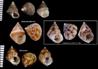 ヒメマキアゲエビス Perrinia concinna small