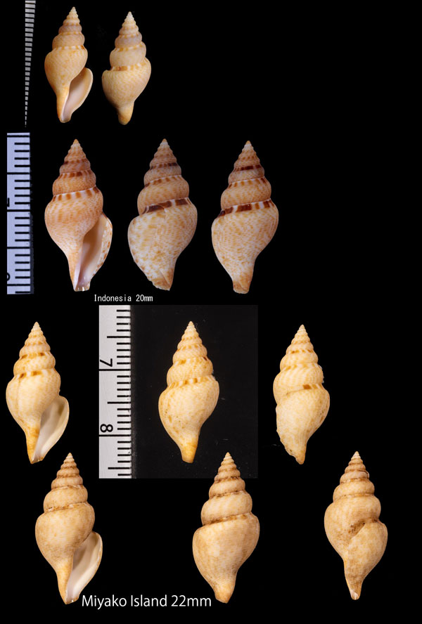 コゲフデシャジク Daphnella pulviscula small