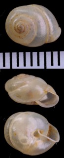 フクヌノメネジレガイ　(仮称) Streptaxis subregularis small