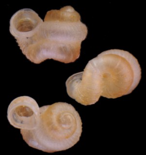 フクレエントツノタウチガイ (仮称) Opisthostoma ballorum small